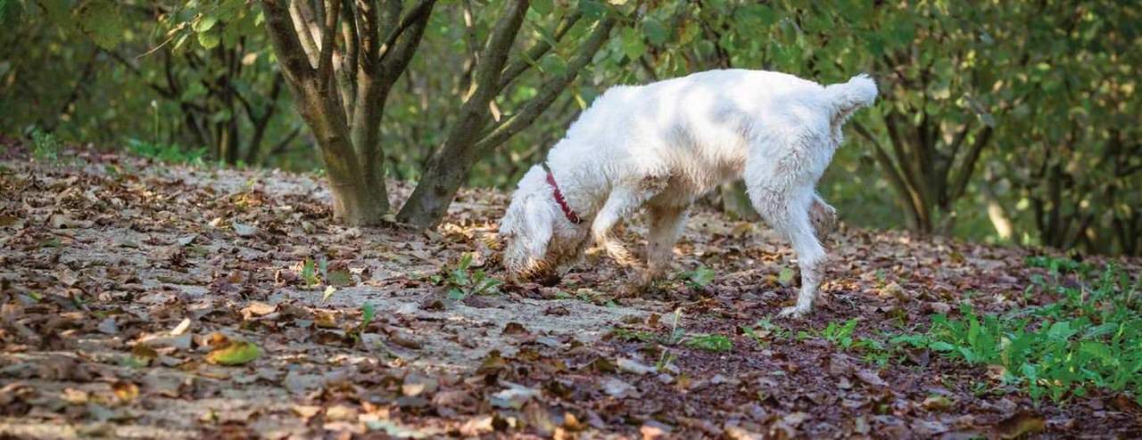 truffle hunting